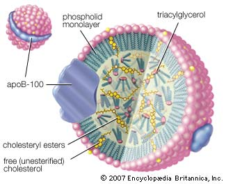 Oppbyggingen av et lipoprotein, her LDL